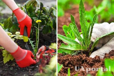 'Гримуча суміш', якої бур'яни бояться як вогню