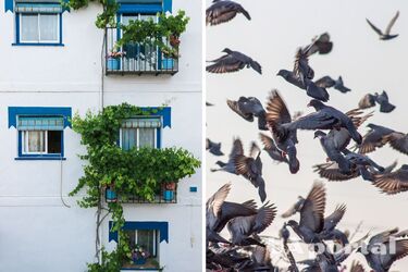 Що означає, якщо голуб прилетів на балкон - до чого голуб залетів у вікно - народні прикмети про голуба