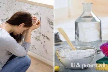 Як позбутися плісняви в будинку - що допомагає від плісняви та як очистити стіни від плісняви