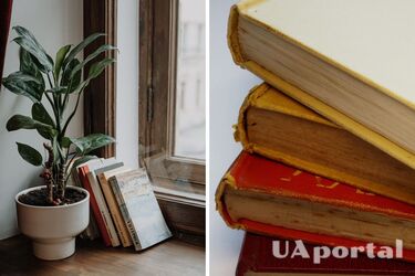 Як вивести плісняву з книги - як почистити книгу та як висушити мокру книгу, щоб не утворилася цвіль