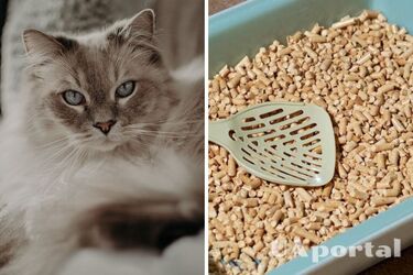 Як привчити кота ходити на лоток - як привчити кота з вулиці до лотка - як правильно прибирати за котом