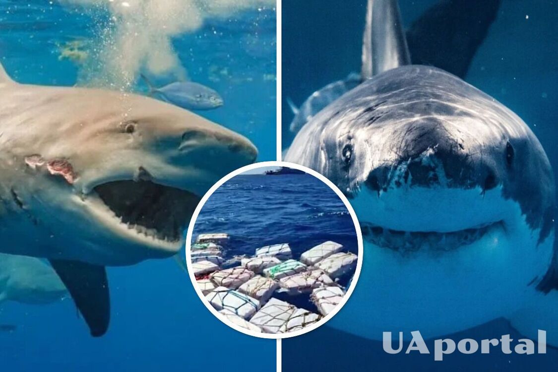 Strange behavior of sharks noticed in the US: they may be addicted to cocaine