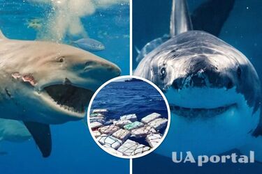 Strange behavior of sharks noticed in the US: they may be addicted to cocaine