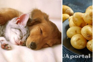 Ветеринар рассказала, действительно ли картофель вреден для животных