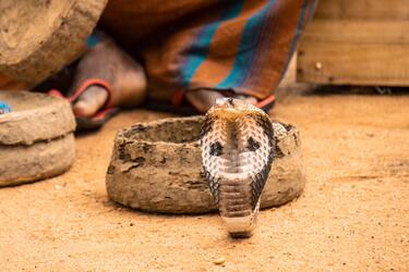 В Индии мужчина нашел на бачке унитаза полутораметровую кобру (фото)