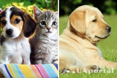 Случается часто: какие продукты лучше не давать животным во избежание пищевой аллергии