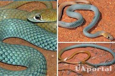 Новую сверхбыструю ядовитую змею нашли в Австралии: как выглядит (фото)
