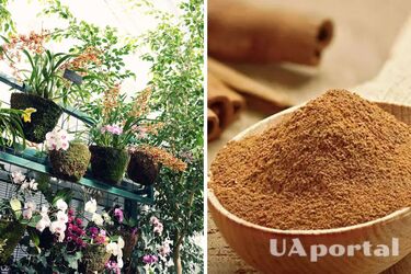 Догляд за рослинами - чим підживлювати вазони - як захистити рослини в саду