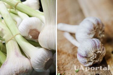 Що краще садити поряд з часником - які фрукти та овочі можна садити біля часнику