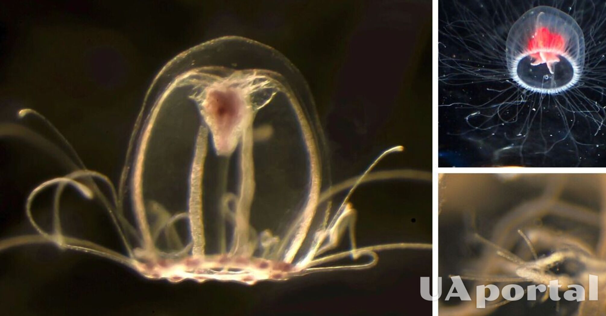 Учені розповіли про медузу, яка здатна 'старіти' у зворотному напрямку та жити вічно (фото)