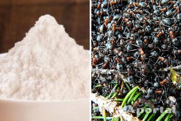 'Destroy the entire invasion of ants': gardeners named the best way to get rid of insects without chemicals