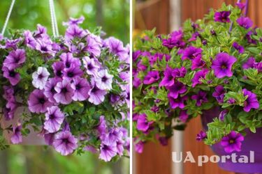 Как оживить петунию и заставить пышно цвести: лайфхак от садоводов