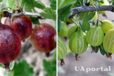 Як зрозуміти, що аґрус пора збирати: поради городників