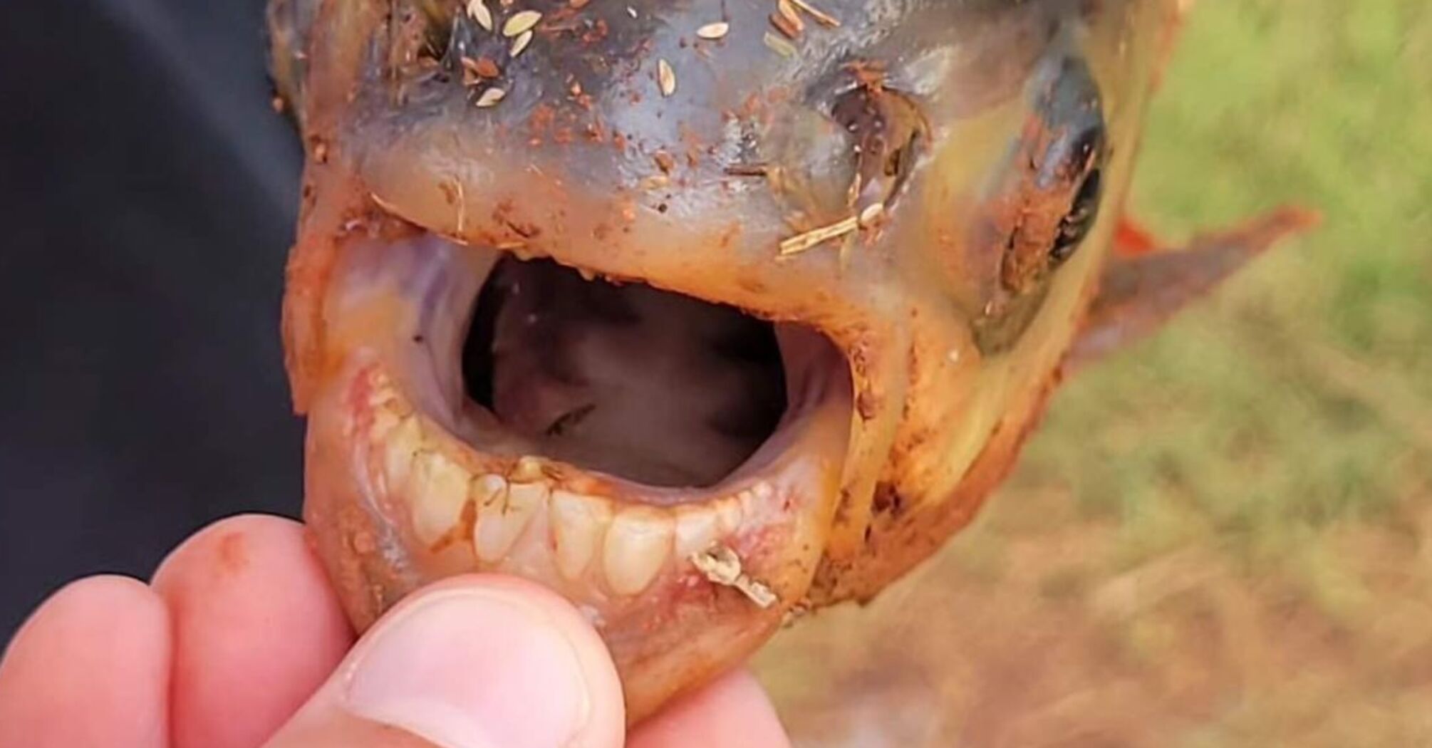 US fisherman catches rare fish with 'human teeth' (photo)