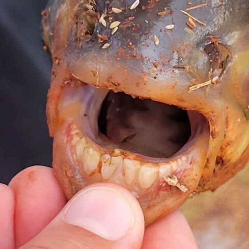 Рыбак в США поймал редкую рыбу с 'человеческими зубами' (фото)