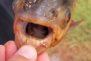 Рибалка у США спіймав рідкісну рибу з 'людськими зубами' (фото)