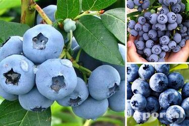 Тримайте себе в руках: чому не варто їсти багато лохини