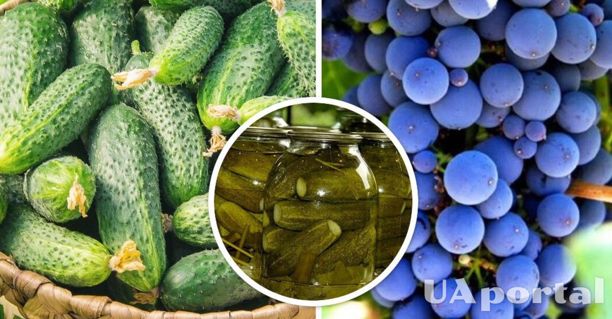 Найсмачніший рецепт огірків на зиму: з виноградом та без оцту