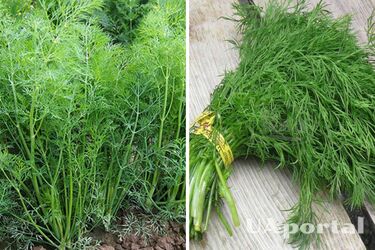 Як швидко проростити кріп: дієвий лайфхак від городників