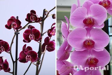 Як з однієї орхідеї отримати дві: поради садівників