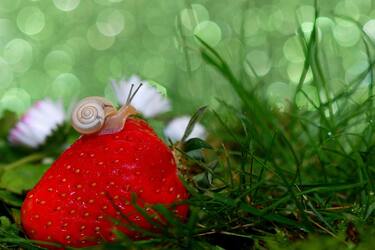 These are not seeds: what are the white dots on strawberries