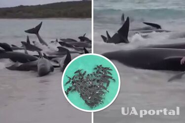 Whales gathered in a heart shape before washing ashore in Australia (video)