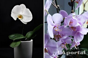 No direct light: mistakes that kill orchids