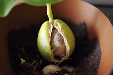 Как успешно вырастить дерево авокадо из косточки: сможет даже ребенок