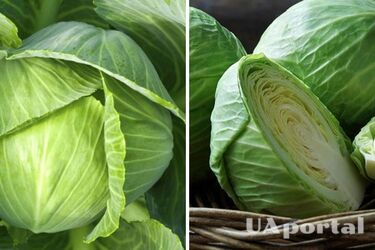 В Україні здешевшала капуста: ціна на ринку