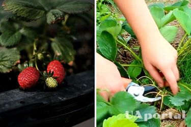 Як поливати та доглядати за полуницею в серпні, щоб отримати великий врожай наступного року