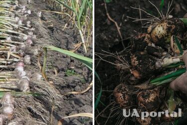 Що краще садити на городі після збирання цибулі та часнику