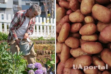 Що добре росте біля картоплі - що посадити між рядками картоплі