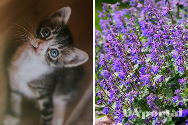 Як навчити кошеня ходити на лоток - які запахи люблять коти