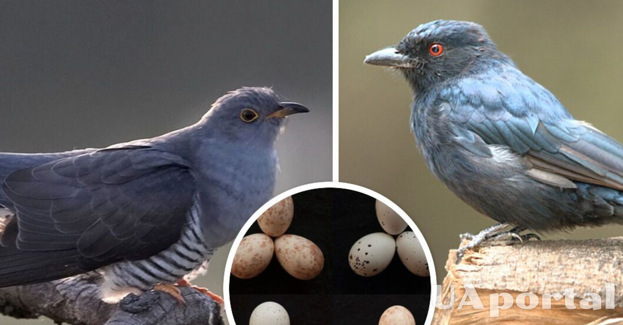 Birds in Africa have learned to 'mark' their eggs in the fight against cuckoos
