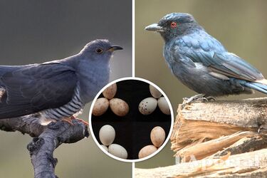 Птахи в Африці навчилися 'маркувати' свої яйця у боротьбі із зозулями