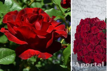 Що означають 3, 7, 10 або 13 троянд у букеті