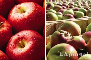 В Україні суттєво здешевшали яблука: яка вартість 