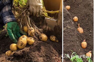 Можно ли сажать картофель второй раз после сбора первого урожая