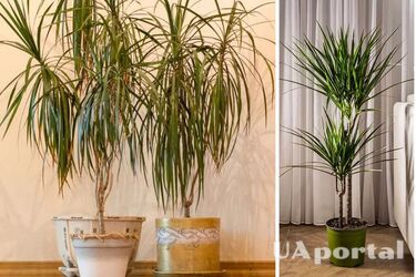 What superstitions are connected to keeping draceana at home