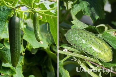 Дачники назвали розчин, який врятує огірки від пересихання