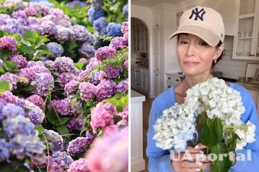 Пригодятся горячая вода и нож: как 'оживить' срезанные гортензии, если они увядают в вазе