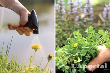 Как приготовить раствор от сорняков на основе уксуса и как быстро избавиться от сорняка в домашних условиях