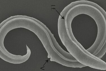 Scientists manage to reanimate 46,000-year-old worms