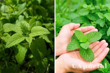 Как отпугнуть вредителей и привлечь пчел посадив на участке мелиссу и мяту