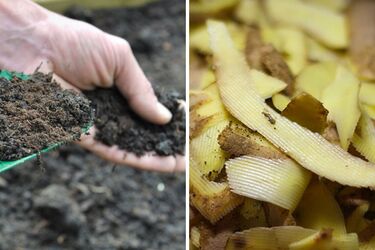 Experienced gardeners advise never to throw away potato peels: life hack