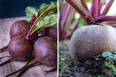 Аби не почав швидко гнити: коли та як викопувати буряк