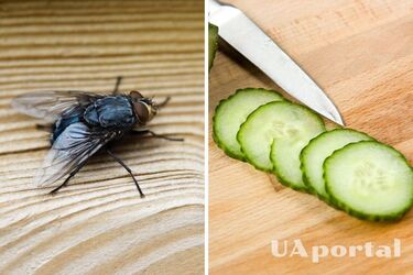 Как отпугнуть мух из дома с помощью огурца