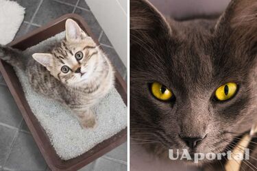 Как правильно убирать кошачий туалет – как быстро убирать лоток за кошкой