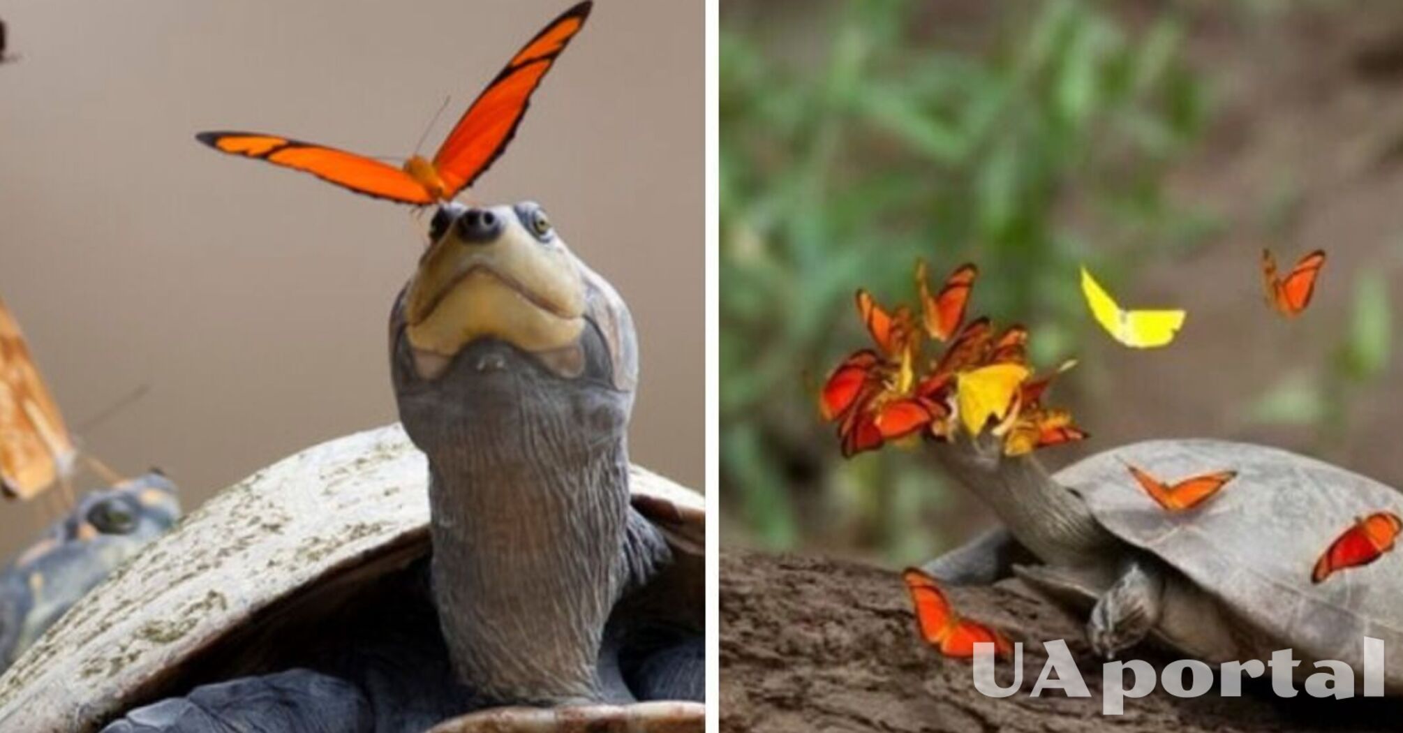На Амазонці помітили метеликів, які п'ють сльози черепах (відео)