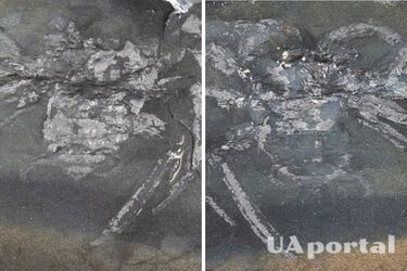 Рештки павука, що жив на Землі понад 300 млн років тому, знайшли у Німеччині (фото)